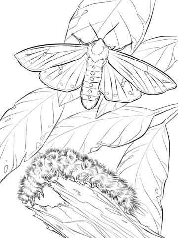 Woolly Bear Moth And Caterpillar Coloring Page